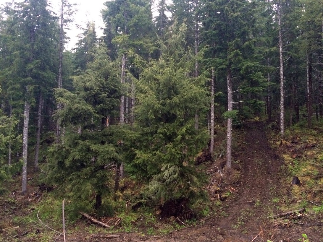 En grupp människor som studerar ett träd tillsammans i en skogsmiljö.
