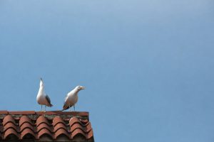Två måsar på ett tegeltak mot en klarblå himmel, symboliserar vaksamhet.