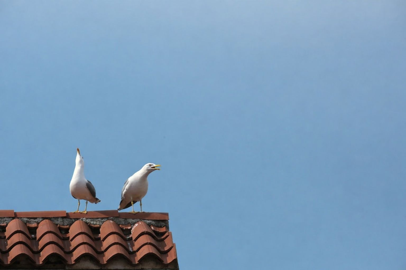 Två måsar på ett tegeltak mot en klarblå himmel, symboliserar vaksamhet.